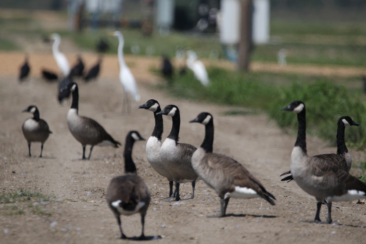 Branta kanadar handia - ML641880670