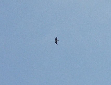 Mississippi Kite - ML641880714