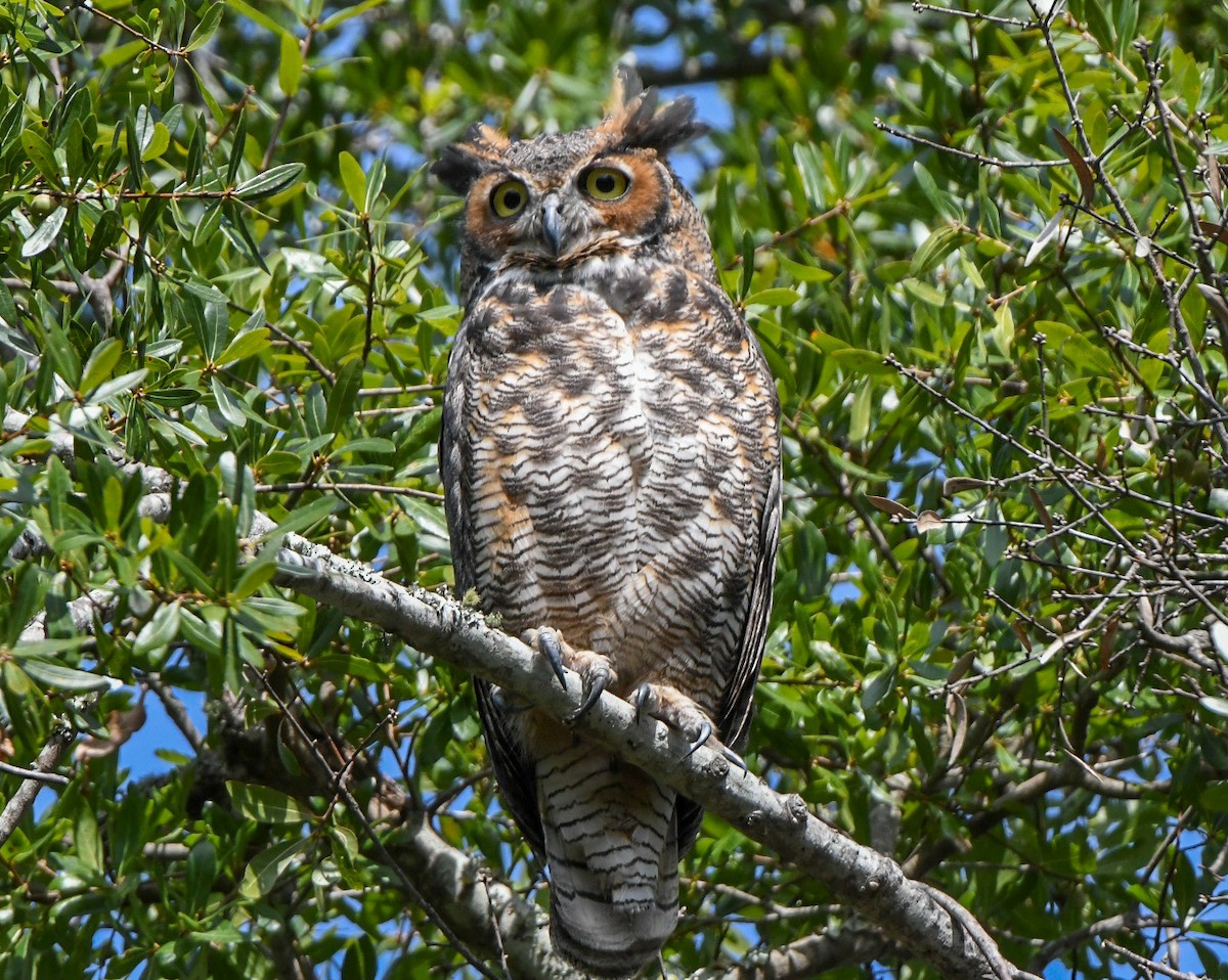 Great Horned Owl - ML641880762
