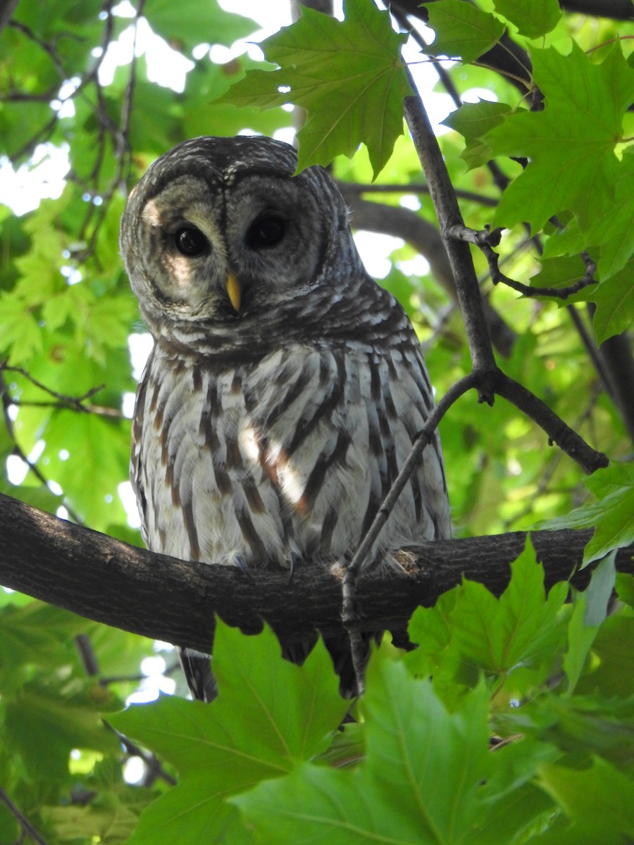 Barred Owl - ML641880767