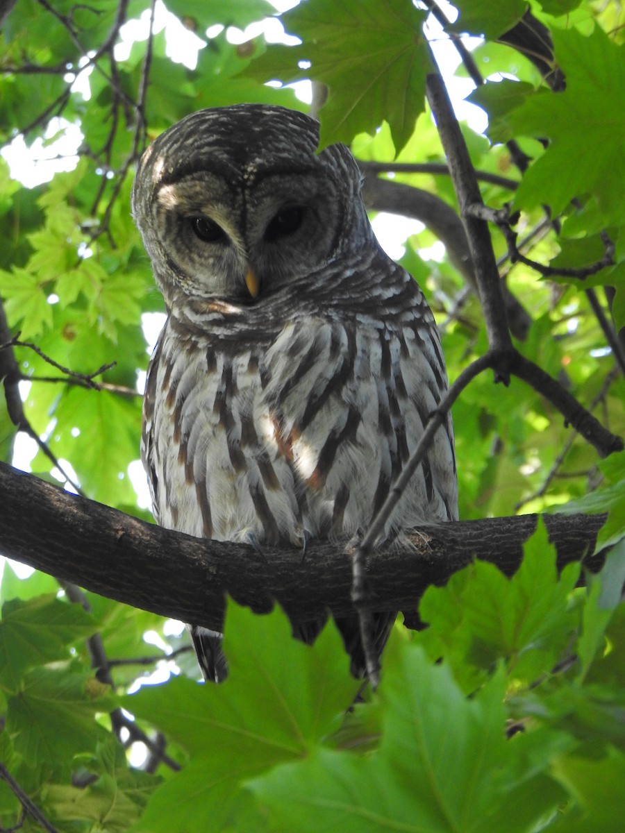 Barred Owl - ML641880768