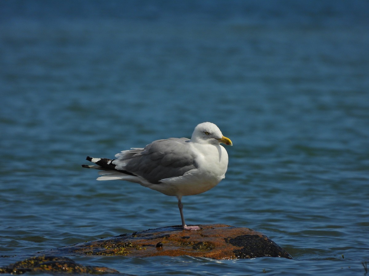 American Herring Gull - ML641880773