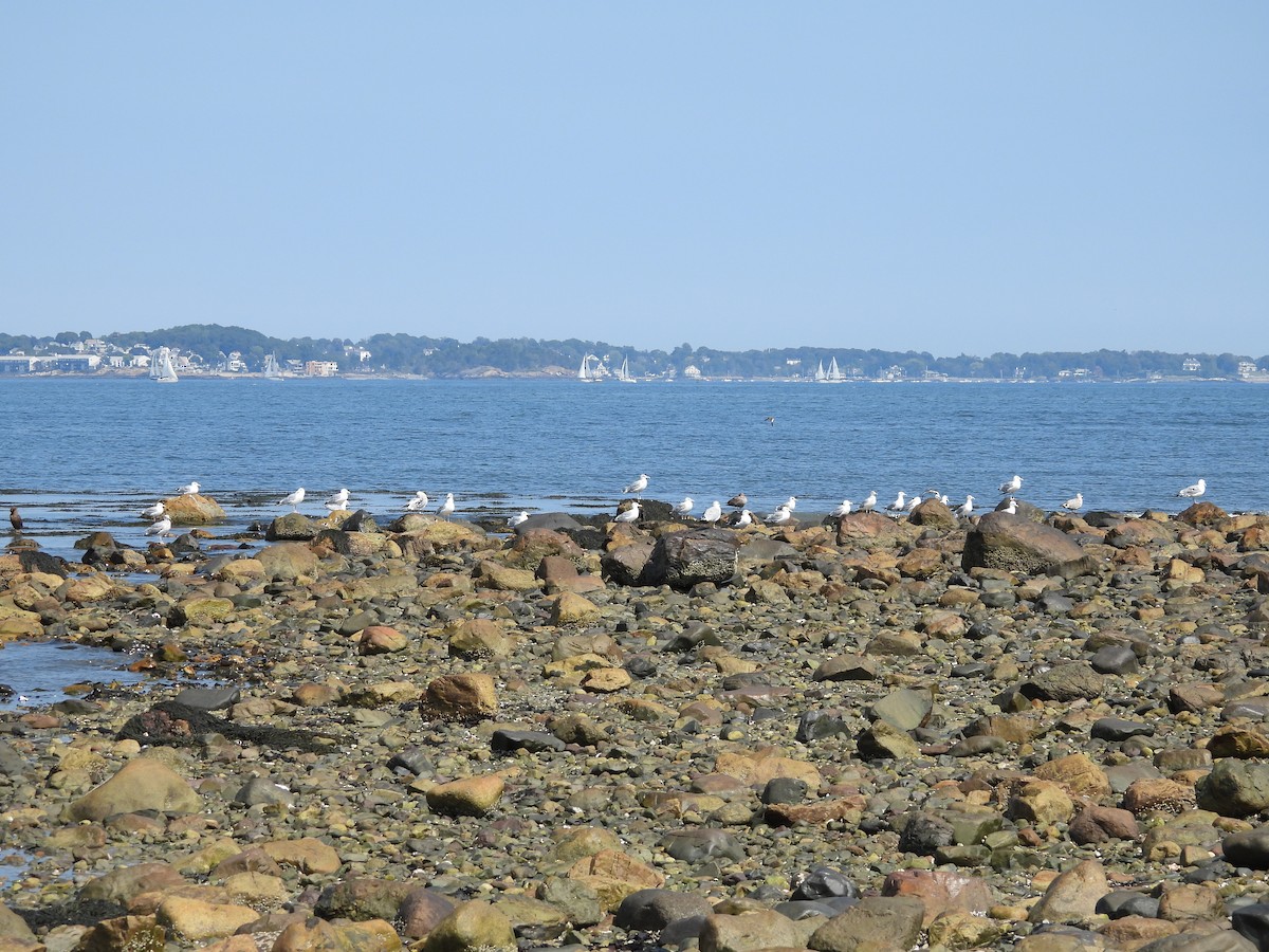 American Herring Gull - ML641880775