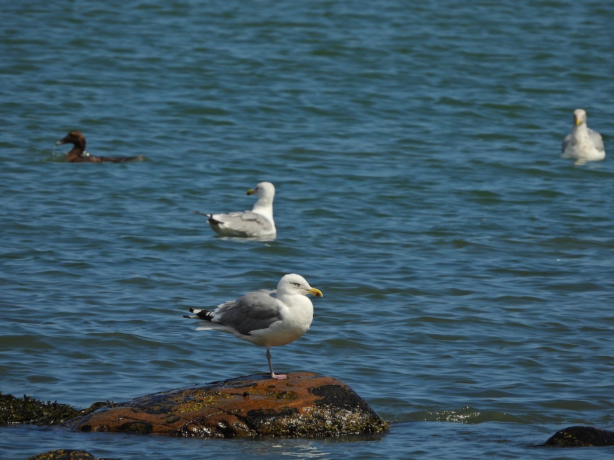 American Herring Gull - ML641880777