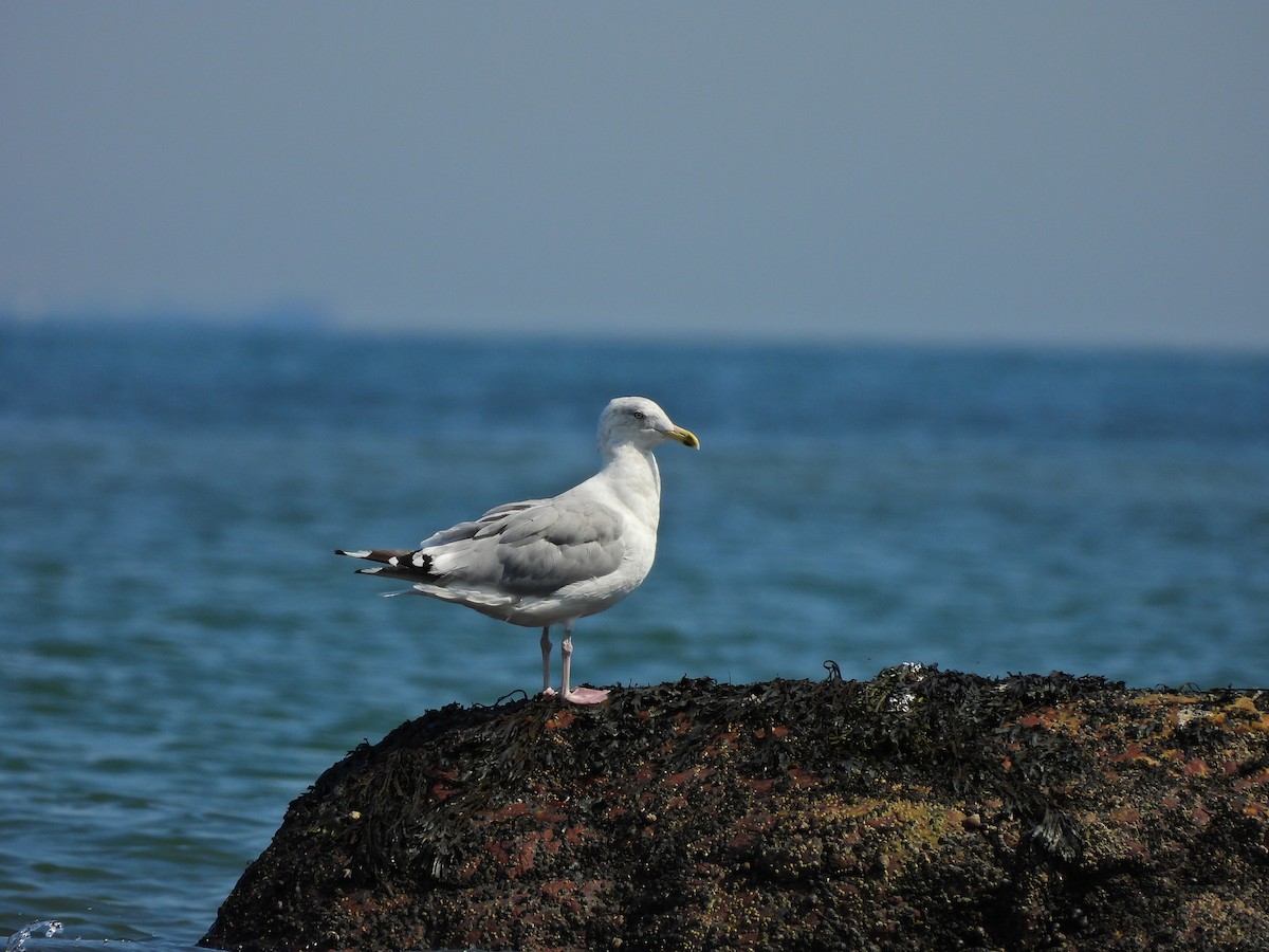 American Herring Gull - ML641880778