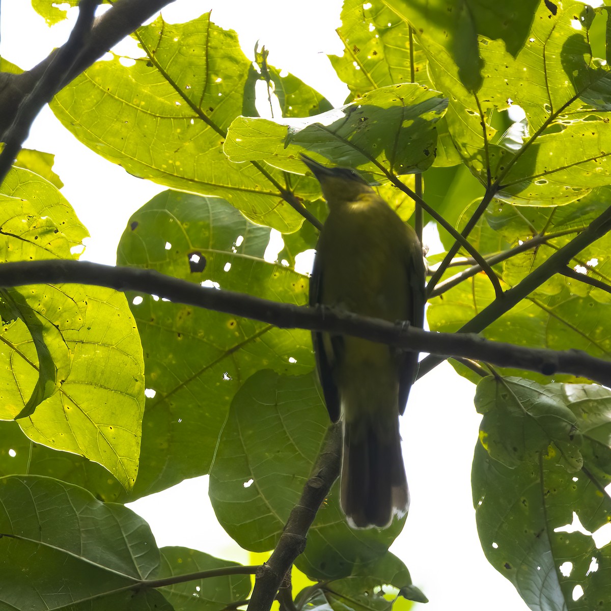 Bulbul d'Halmahera - ML641880786