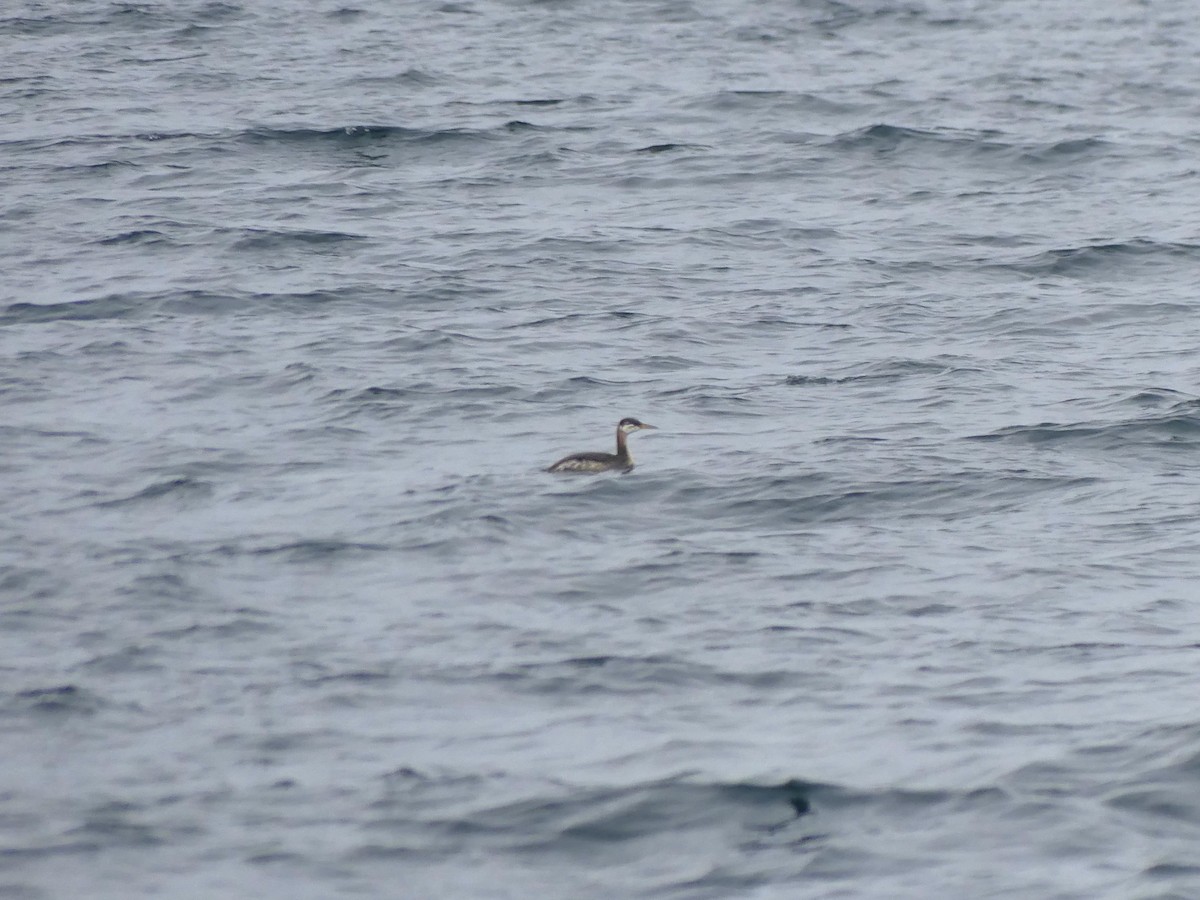 Red-necked Grebe - ML641880797
