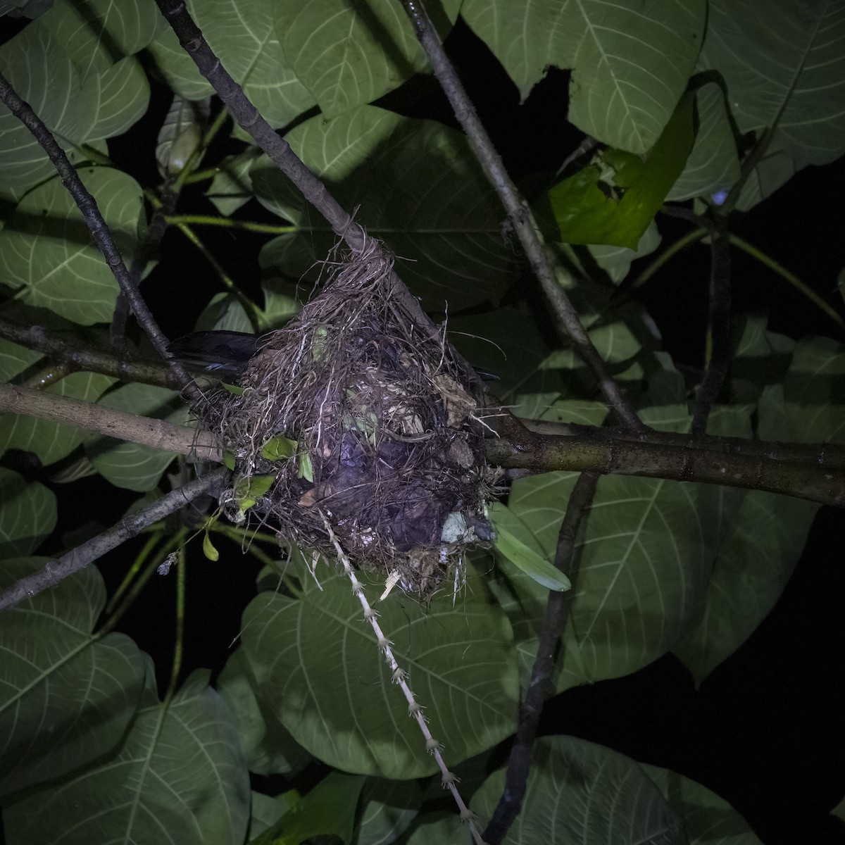 Halmahera Paradise-crow - ML641880812