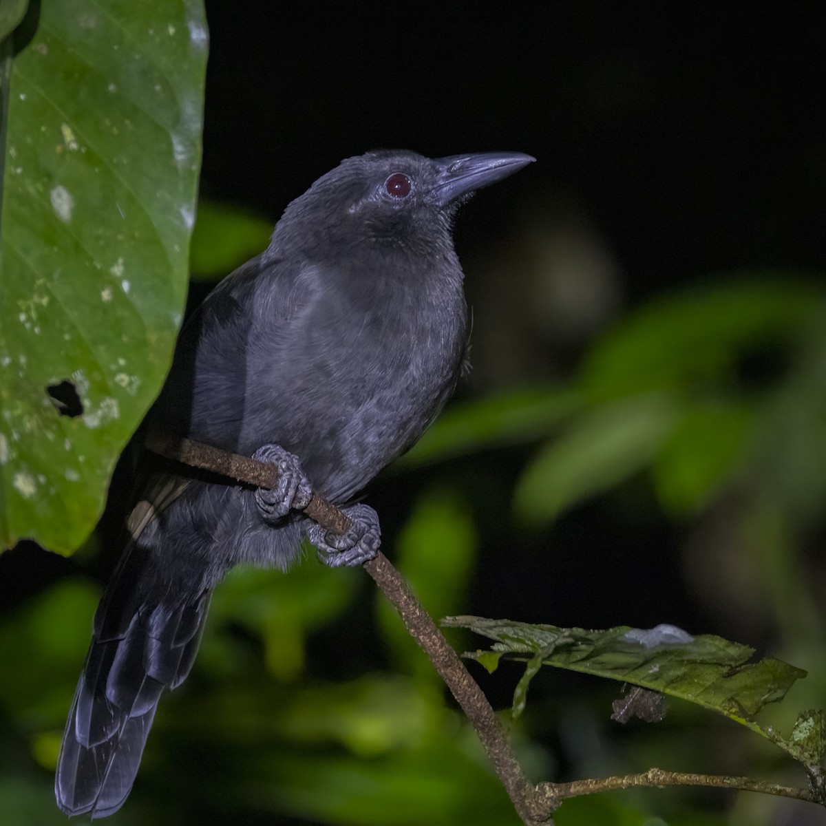 Halmahera Paradise-crow - ML641880813
