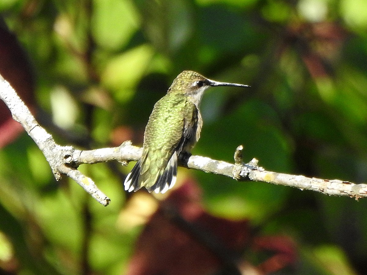 Ruby-throated Hummingbird - ML641880821