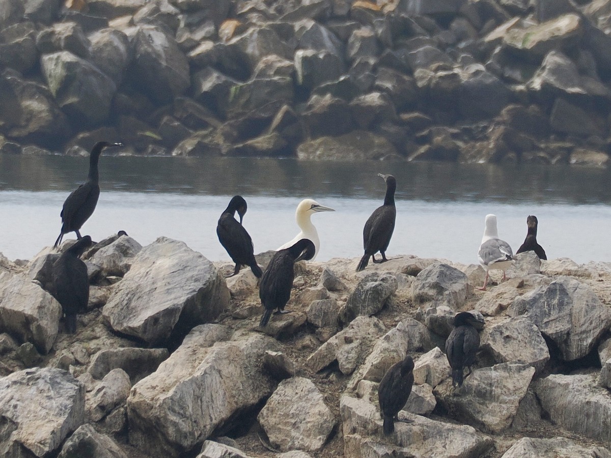 Northern Gannet - ML641880823
