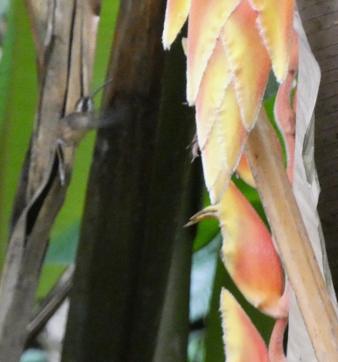 Stripe-throated Hermit - ML641880846