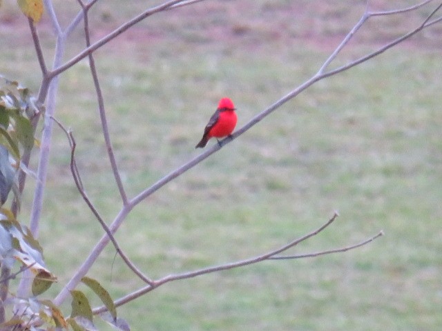 Vermilion Flycatcher - ML641880848