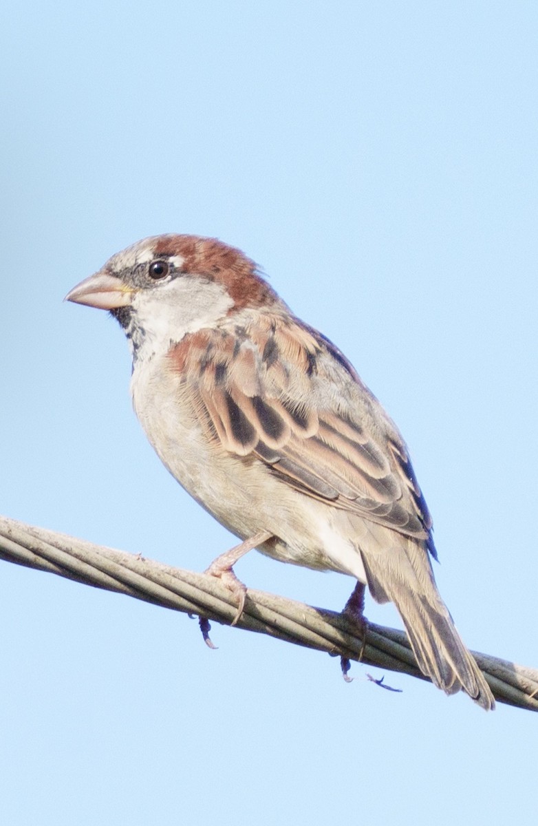 House Sparrow - ML641880857