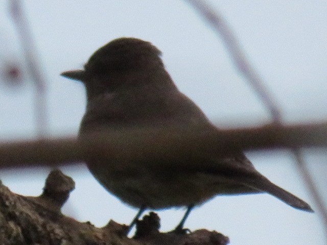 Vermilion Flycatcher - ML641880860