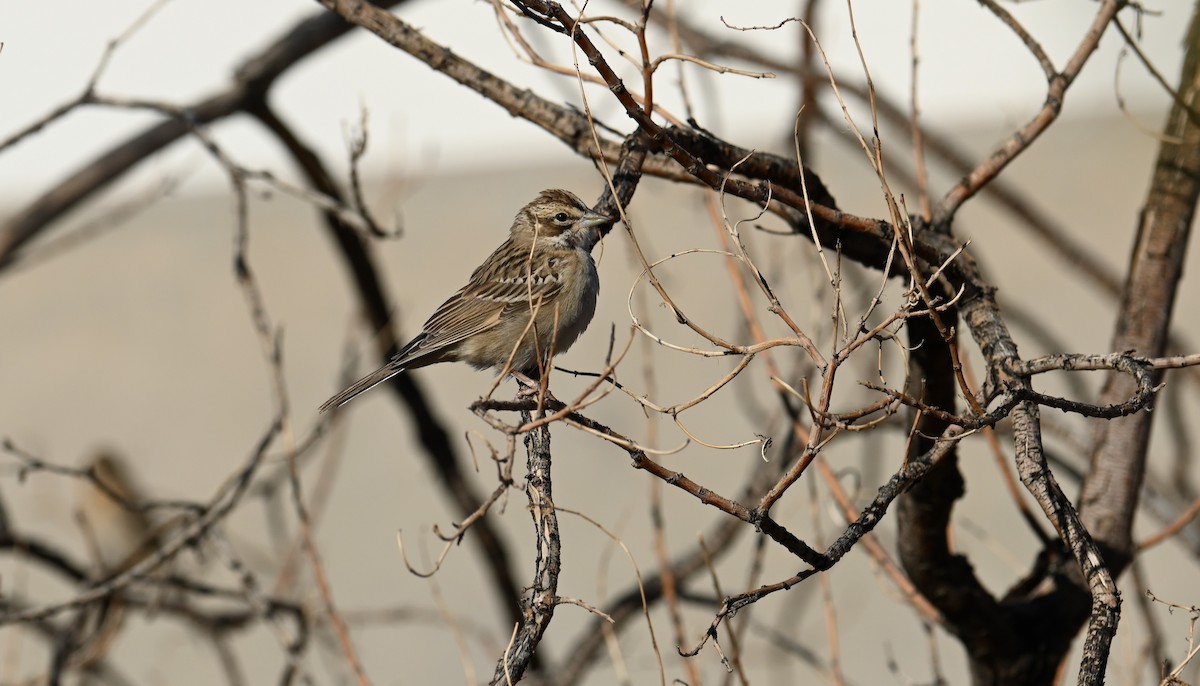 Lark Sparrow - ML641880865
