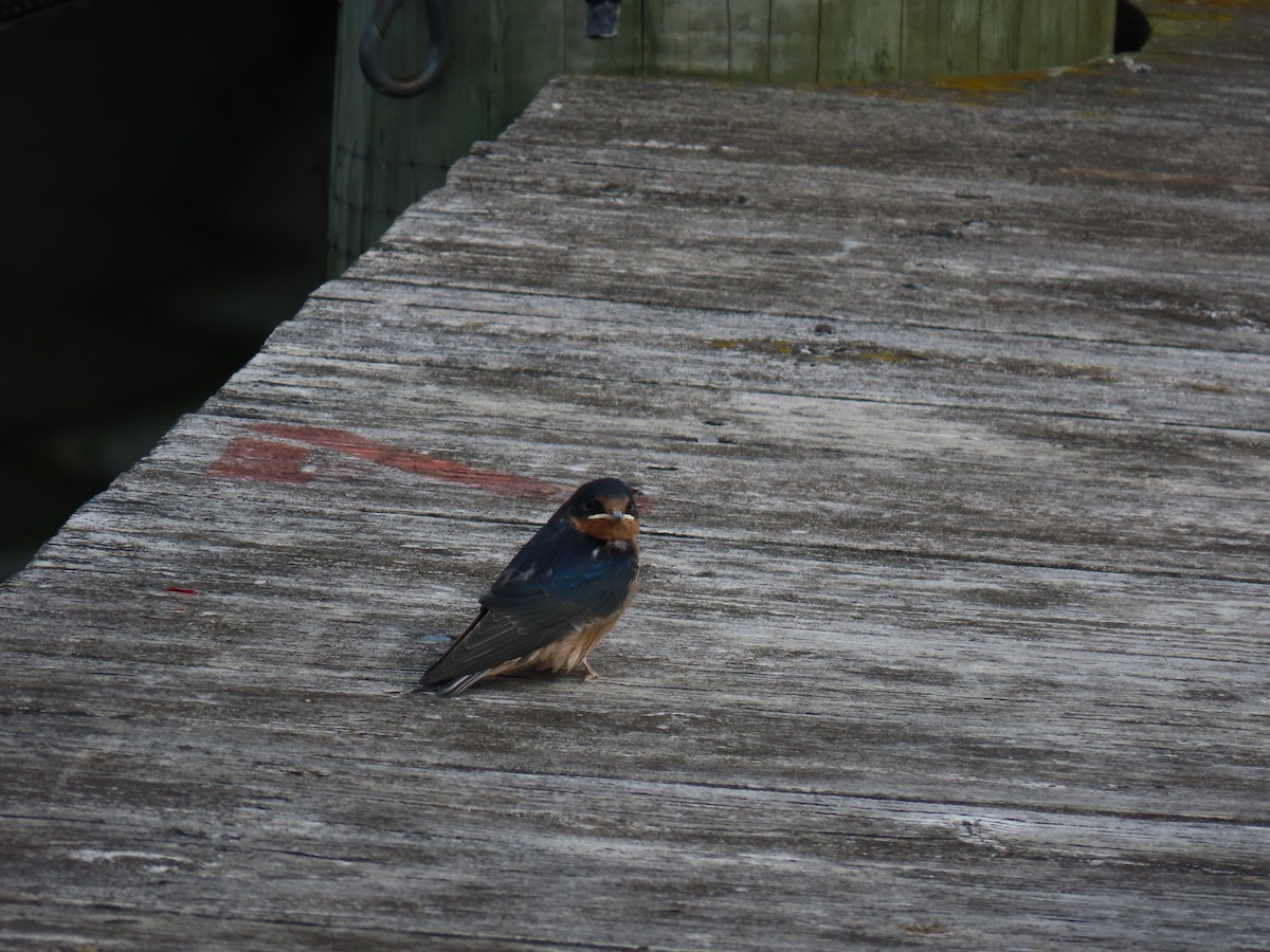 Barn Swallow - ML641880867