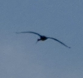 White-faced Ibis - ML641880888