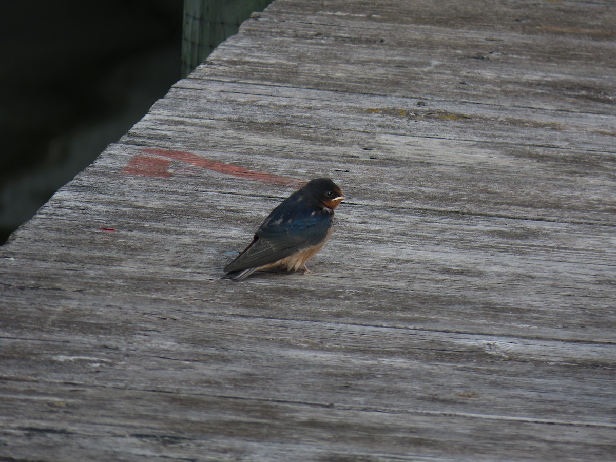 Barn Swallow - ML641880906