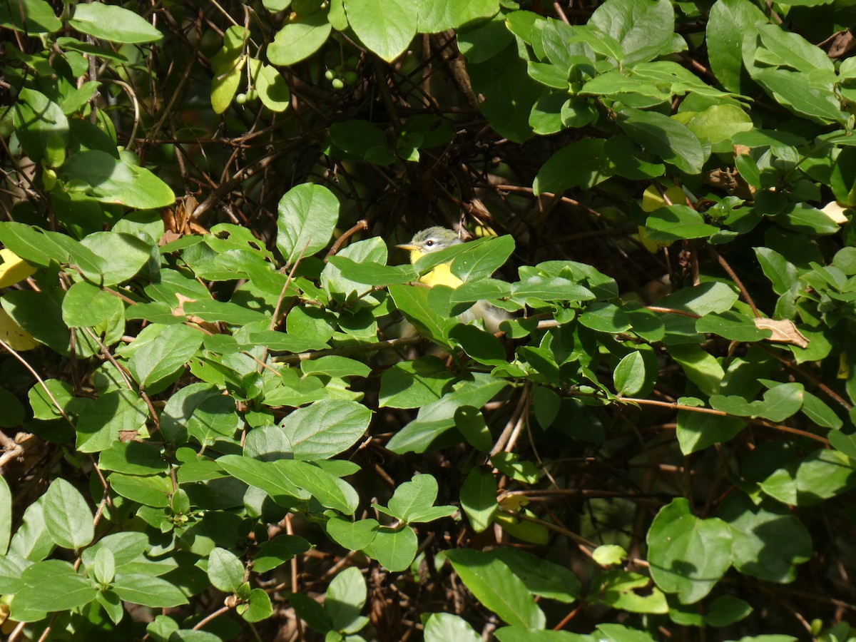 Northern Parula - ML641880915
