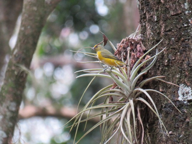 Purple-throated Euphonia - ML641880921