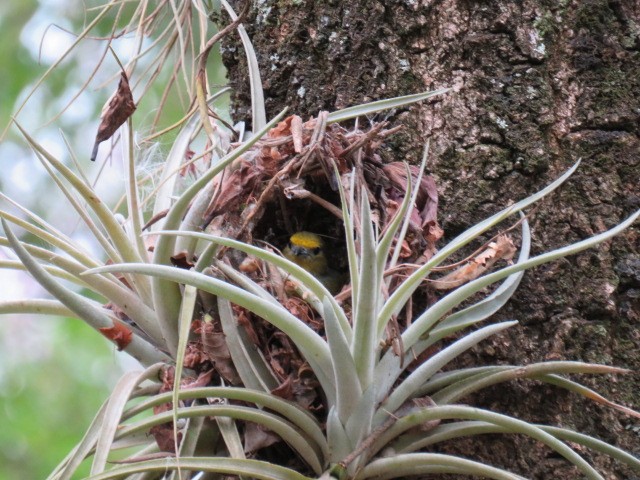 Purple-throated Euphonia - ML641880922