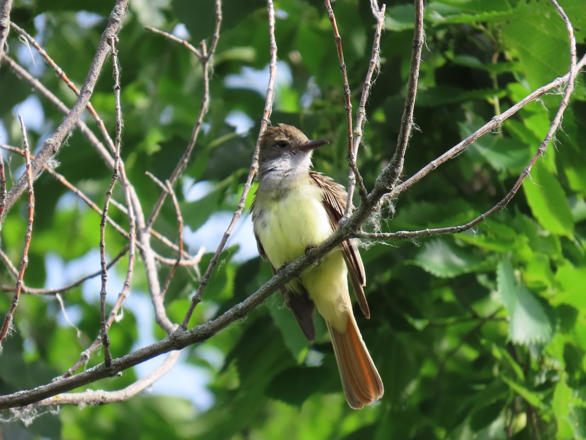 Great Crested Flycatcher - ML641880924