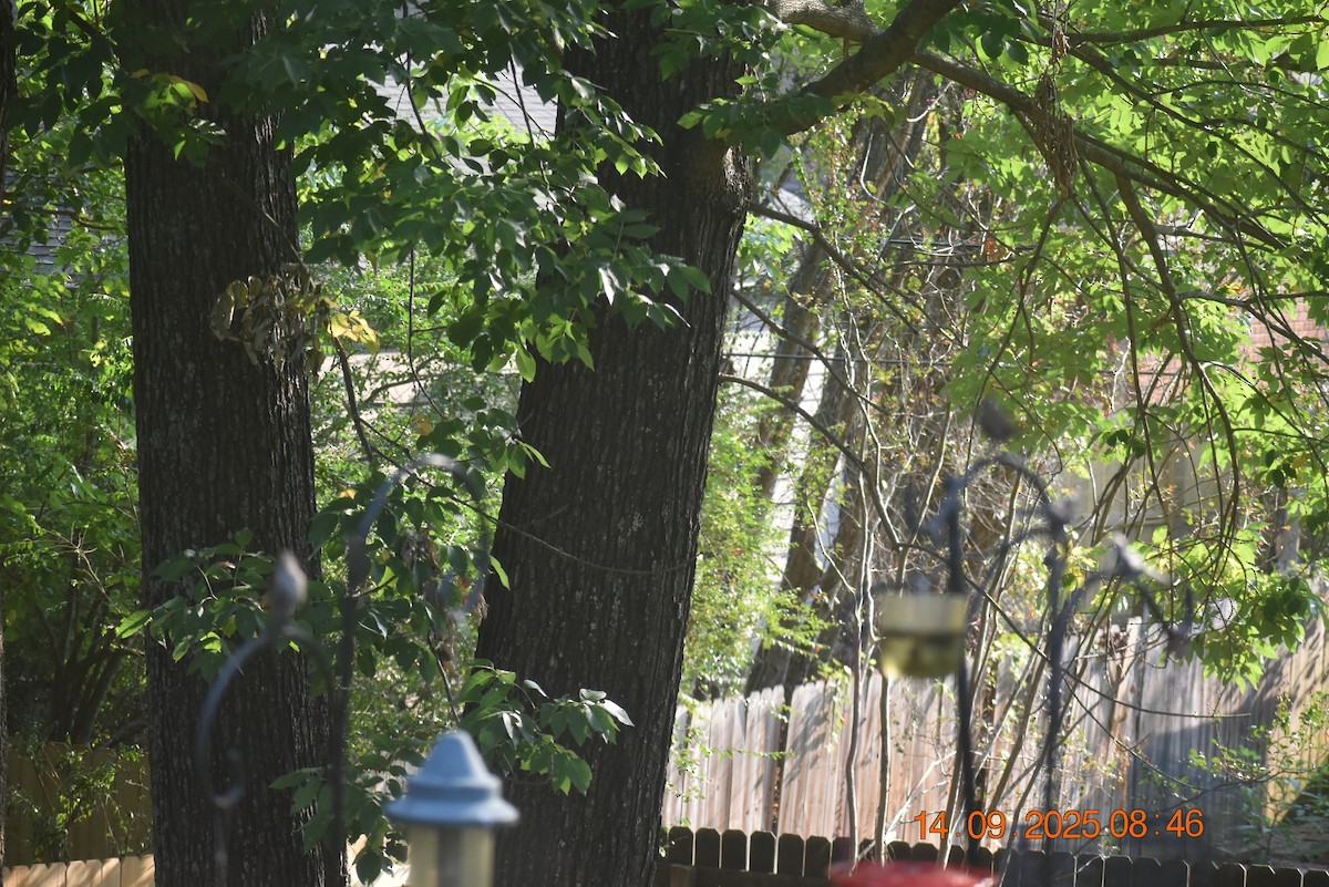 Carolina Wren - ML641880925