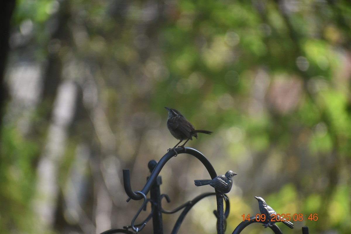 Carolina Wren - ML641880926