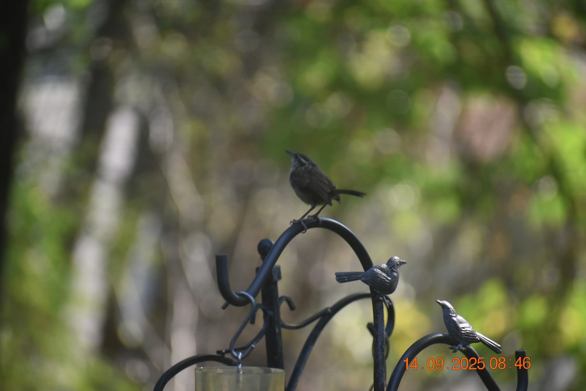 Carolina Wren - ML641880927