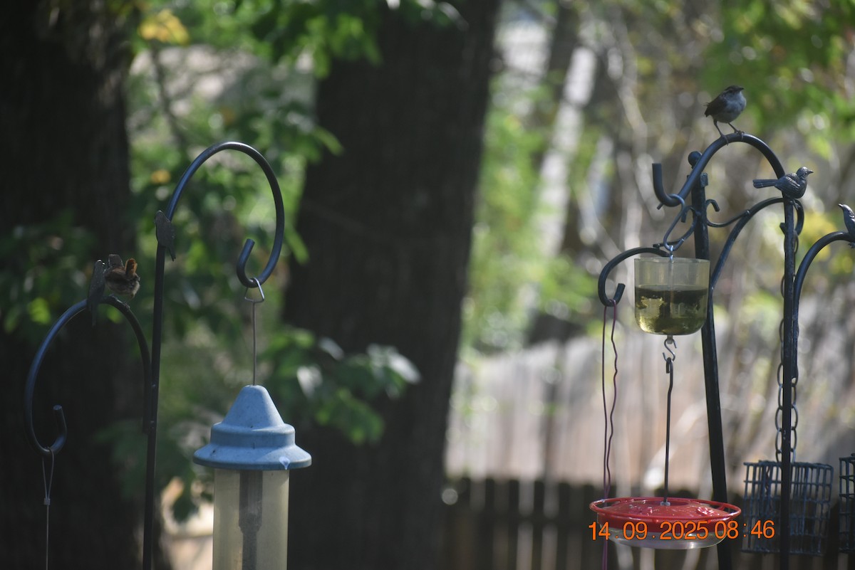 Carolina Wren - ML641880928