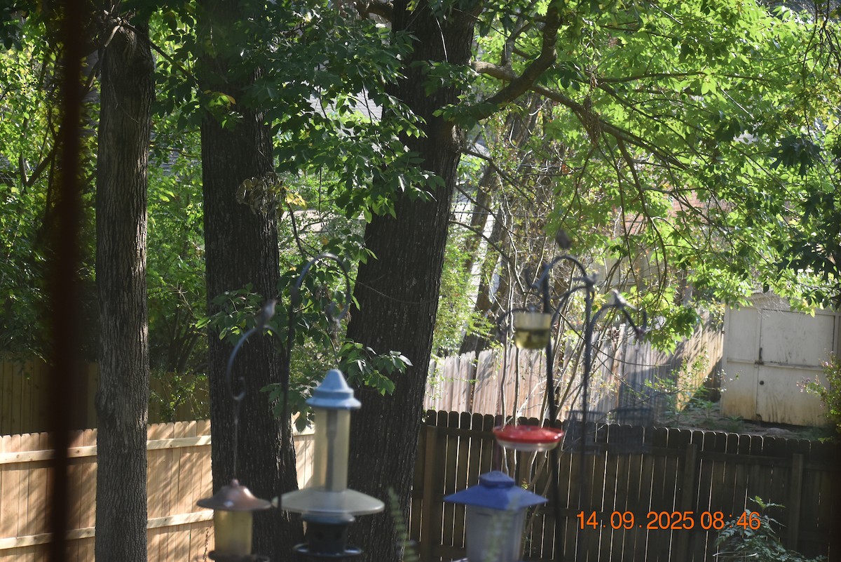 Carolina Wren - ML641880929