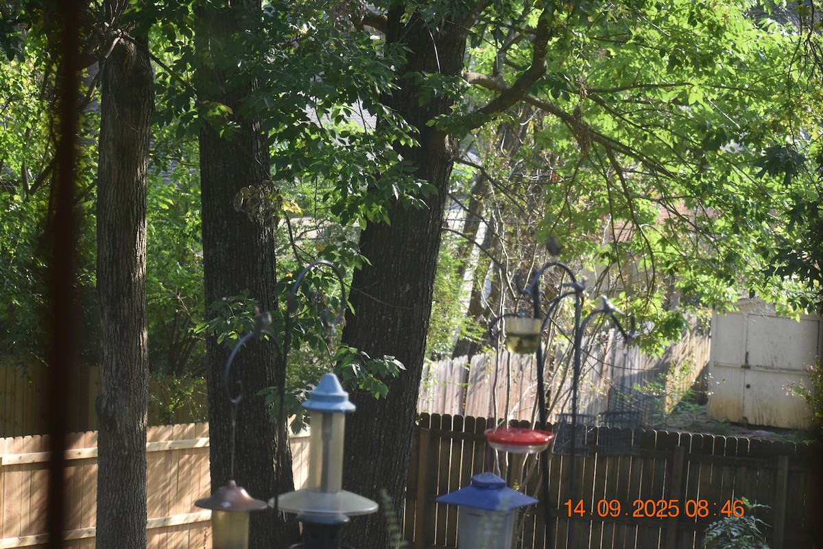 Carolina Wren - ML641880930