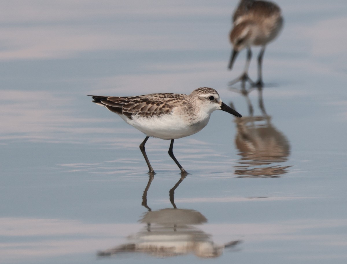 Semipalmated Sandpiper - ML641880933