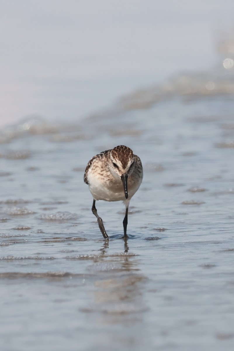 Semipalmated Sandpiper - ML641880934