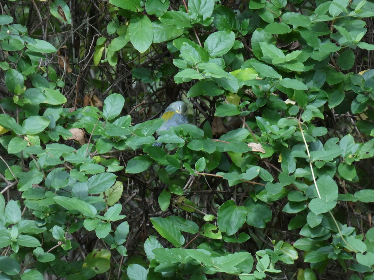 Northern Parula - ML641880943