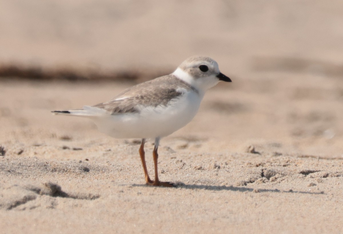 Piping Plover - ML641880944