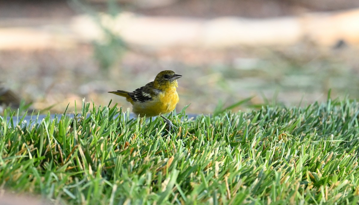 Baltimore Oriole - ML641880945
