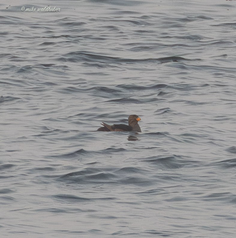 Rhinoceros Auklet - ML641880952