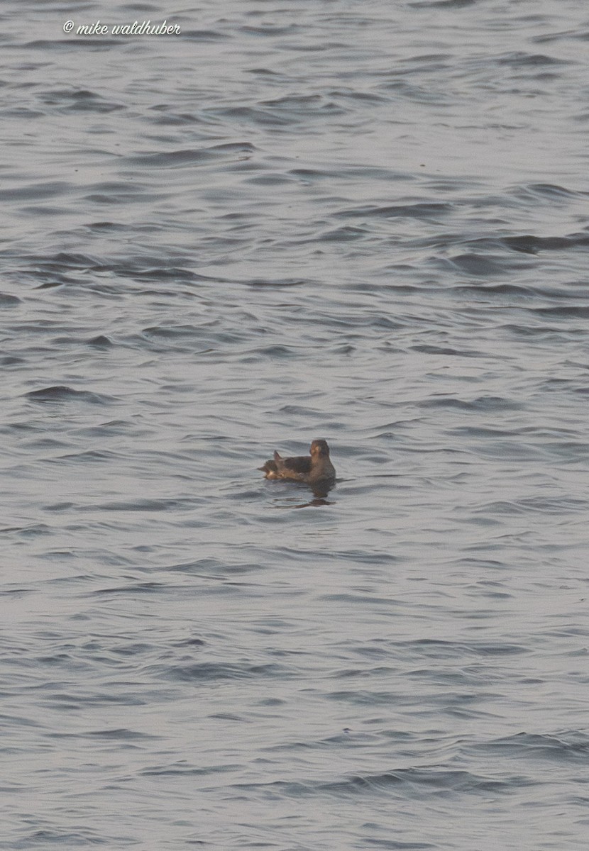 Rhinoceros Auklet - ML641880953