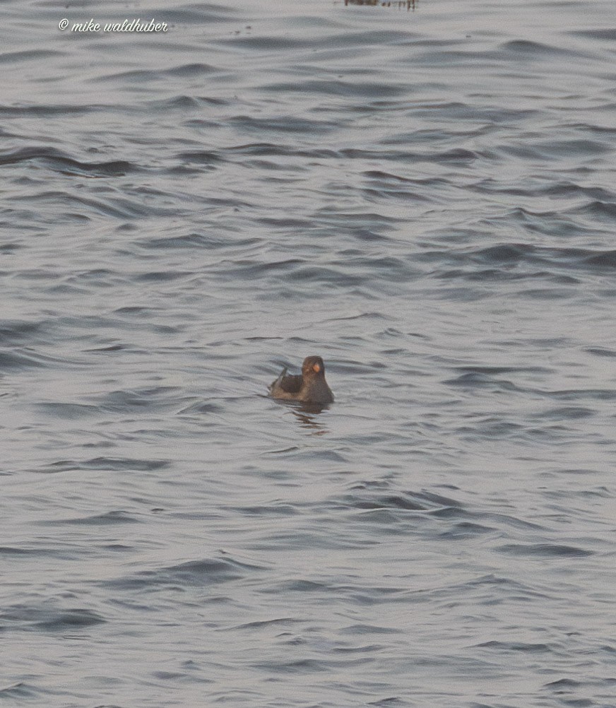 Rhinoceros Auklet - ML641880954