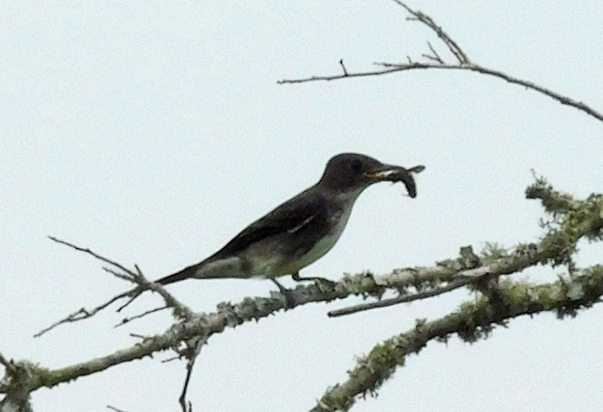 jakkepivi - ML641880955