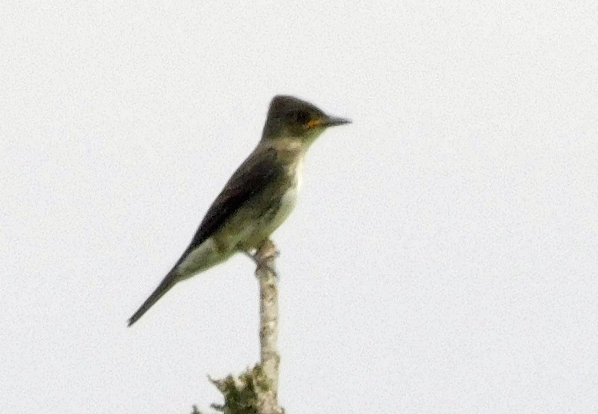 jakkepivi - ML641880956