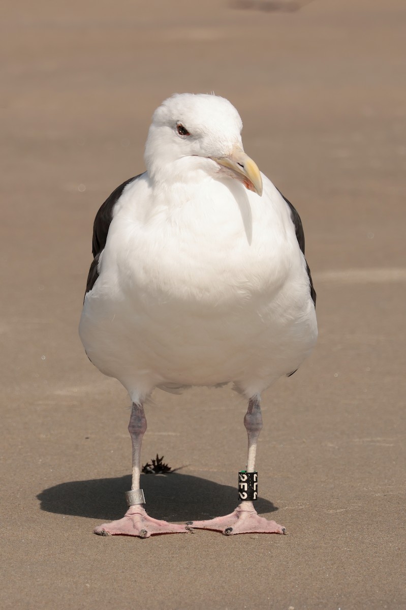 Great Black-backed Gull - ML641880960
