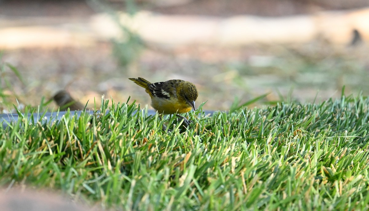 Baltimore Oriole - ML641880971