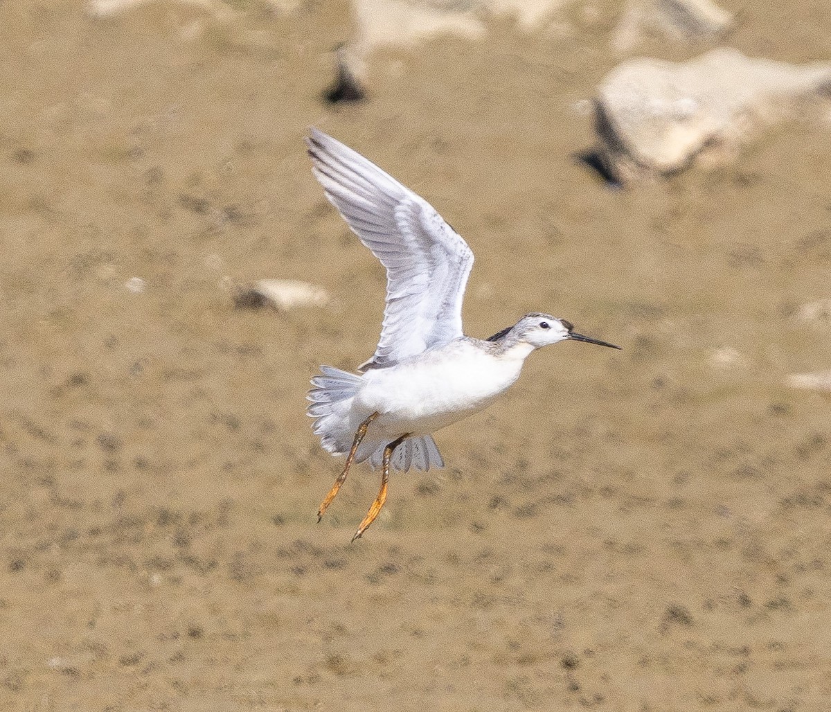 Wilson's Phalarope - ML641880979