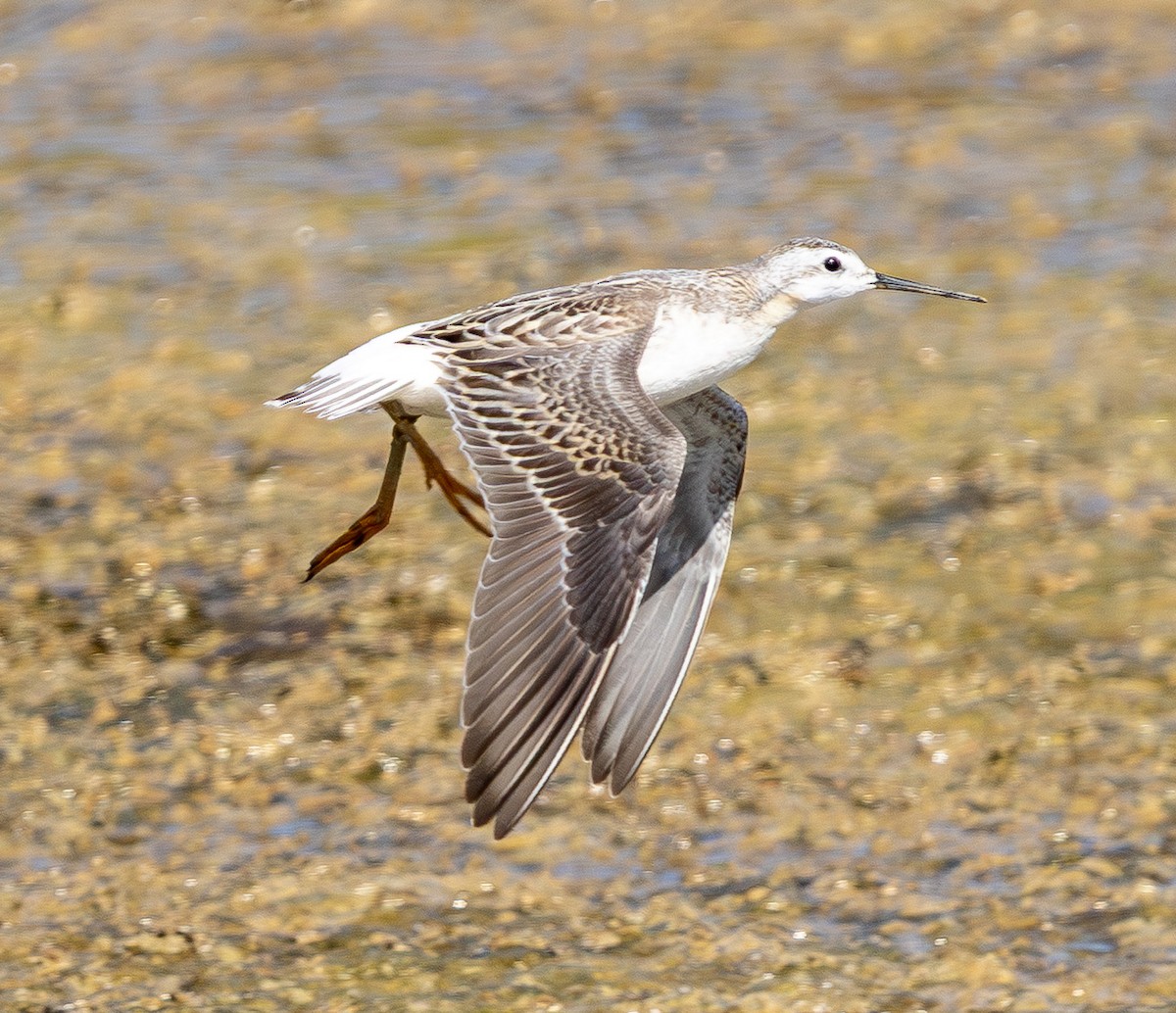 Wilson's Phalarope - ML641880980