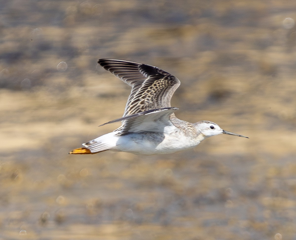 Wilson's Phalarope - ML641880983