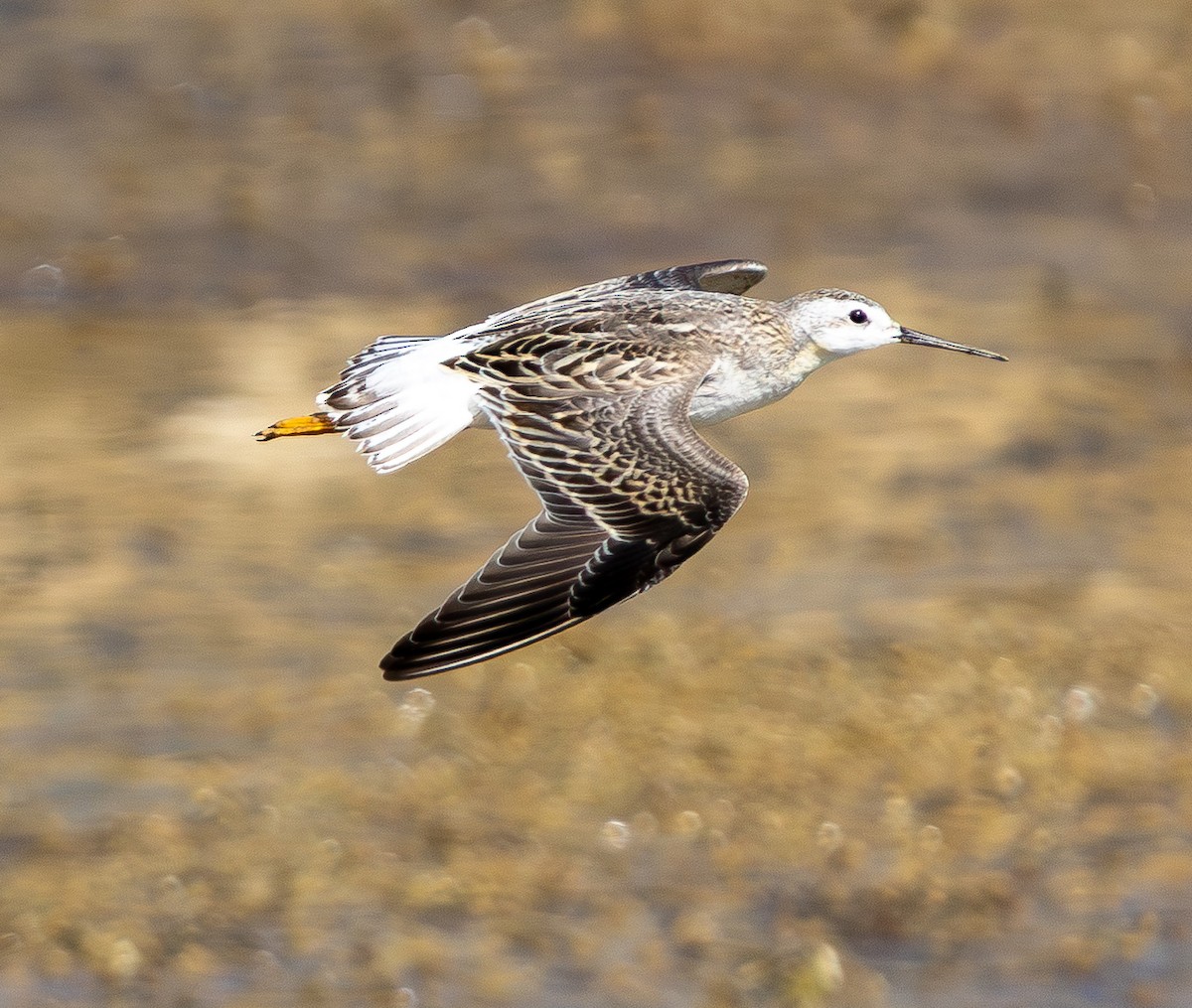 Wilson's Phalarope - ML641880984