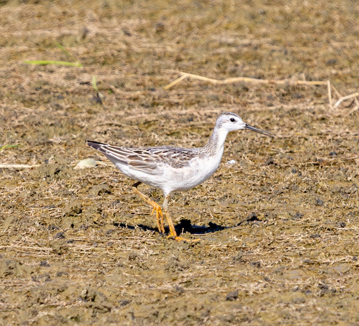 Wilson's Phalarope - ML641880985